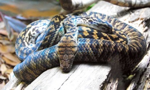 Se celebra hoy el Día Mundial de la Serpiente