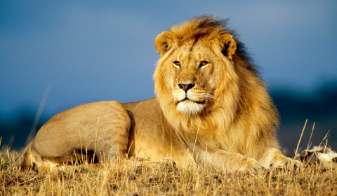Se celebra hoy el Día Mundial del León