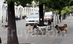 Se celebra hoy el Día Internacional del Perro Callejero
