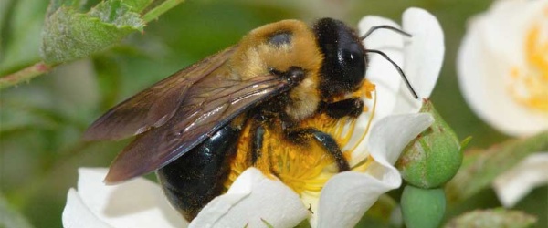 La importancia de las abejas