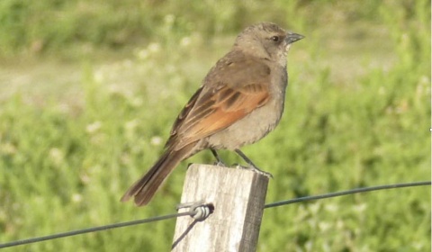 Primer encuentro provincial de observadores de aves en Salta
