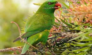 La Policía de Salta secuestra siete loros en una vivienda del barrio Norte Grande