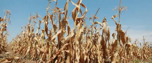 La FAO identifica las tres mayores amenazas para los suelos de América Latina