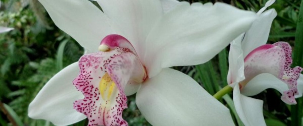 Comienza hoy en Salta la séptima exposición de orquídeas, cactus y bonsáis