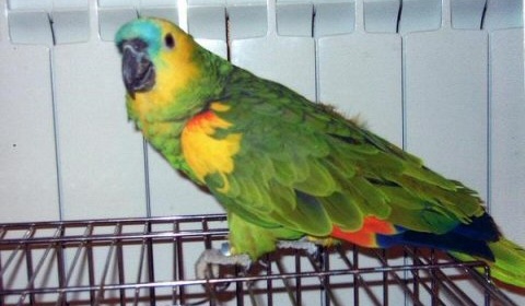 La Policía de Salta secuestra ejemplares de fauna silvestre en una vivienda de El Carril