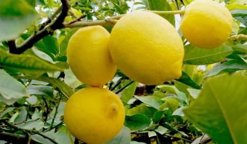 México abre el mercado a los limones argentinos