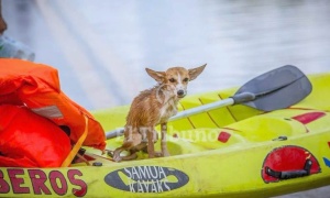 La solidaridad con los perros inundados funciona en Salta mejor que la destinada a las personas