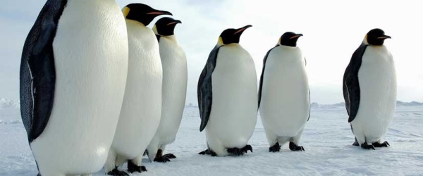 El pingüino, amenazado por el cambio climático y la contaminación