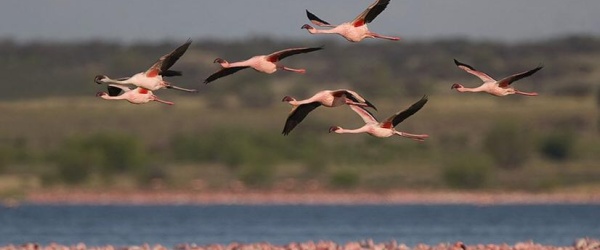 Proteger a las aves: ¡Sé la solución a la contaminación de plástico!