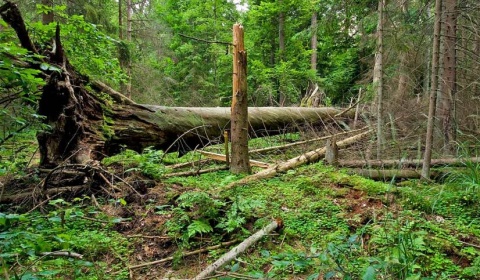 La Provincia de Salta desarrollará un mapa de aptitud de especies forestales del NOA