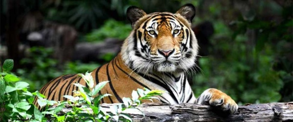 Se celebra hoy el Día Internacional del Tigre