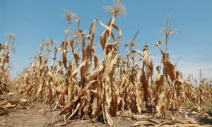 La FAO identifica las tres mayores amenazas para los suelos de América Latina