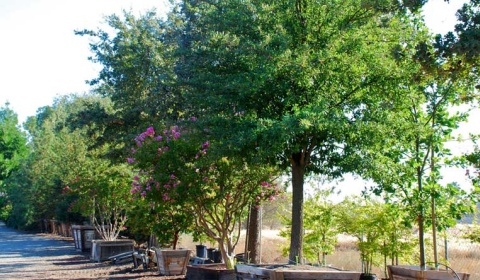 Concierto en la Quebrada de San Lorenzo por la Semana del Árbol