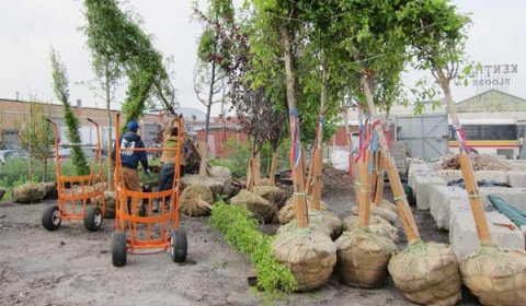 La avenida Arenales de Salta reverdece con los 400 nuevos árboles plantados