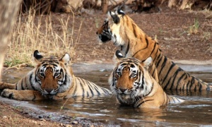 29 de julio: Día Internacional del Tigre