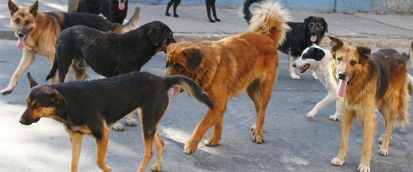 Festejos por el Día del Animal en el barrio Gauchito Gil de Salta