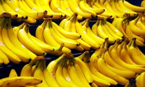 Programa mundial para contener al Fusarium TR4, una grave amenaza para los bananos