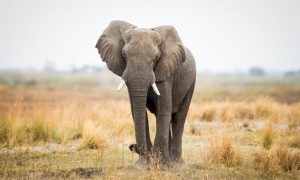 Se celebra hoy el Día Mundial del Elefante