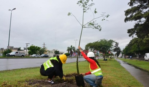 Plantan árboles en el centro de convenciones gubernamental de Limache