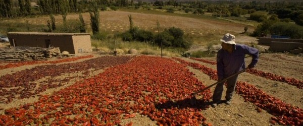 Fiesta Provincial del Pimiento en Payogasta, el 15 y 16 de julio