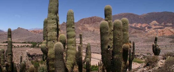 Un estudio revela que el 30% de las especies de cactus están en peligro de extinción