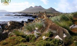 Día Mundial del Medio Ambiente y la biodiversidad en las Islas Malvinas
