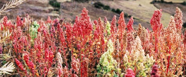 La Provincia de Salta evalúa su participación en el V Congreso Mundial de Quinoa