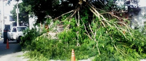 La Municipalidad de Salta poda un árbol de gran porte por riesgo de caída en barrio San José