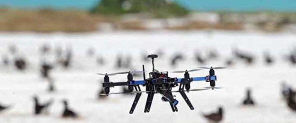 Drones para recuentos más precisos de aves
