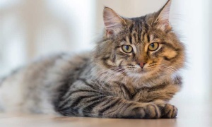Se celebra hoy el Día Internacional del Gato