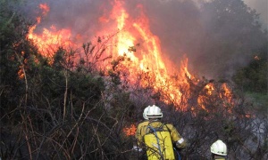 Efectos ambientales de los incendios forestales