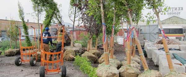 Setenta molles y ninguna flor en el barrio Gauchito Gil de Salta