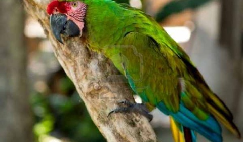 Liberan catas y loros víctima de tráfico ilegal en la Colonia Santa Rosa