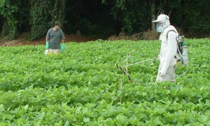 La FAO advierte que el uso de fertilizantes sobrepasará los 200 millones de toneladas en 2018