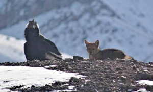 Zorro y cóndor juntos, observados en el Parque Provincial Aconcagua