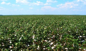 Se celebra hoy el Día Mundial de la Agricultura