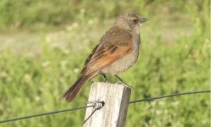 Primer encuentro provincial de observadores de aves en Salta