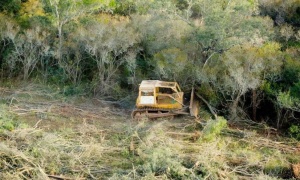 Obispos del noroeste argentino advierten sobre el desmonte de grandes extensiones de bosques
