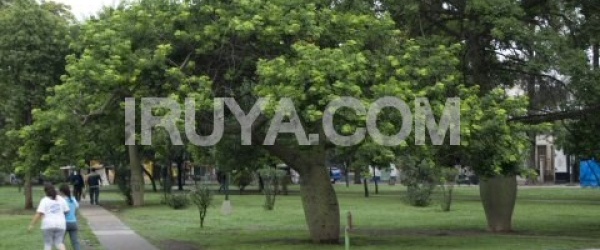 Gigantesco operativo municipal de limpieza tras la Procesión del Milagro