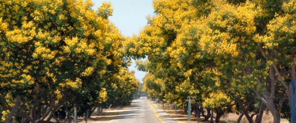 Reverdece tu ciudad: 60 nuevos árboles en la avenida Perón de la ciudad de Salta