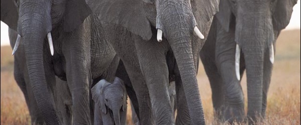 Los elefantes africanos, cada vez más amenazados por la caza ilegal