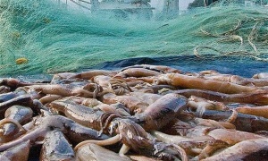 Entró en vigor un acuerdo internacional para combatir la pesca ilegal