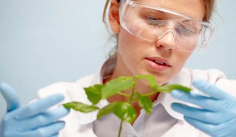 La biotecnología como herramienta de ayuda para la agricultura familiar