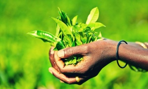 15 de diciembre: Día Internacional del Té
