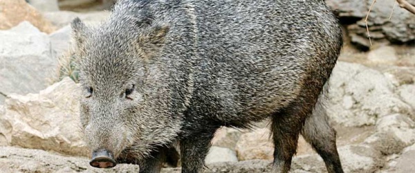Cuando el chancho del monte forma ya parte de la familia