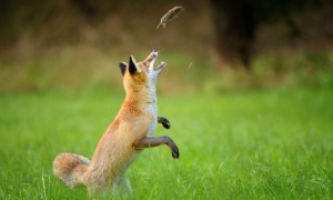Menos pumas, zorros y rapaces, más ratas y más hantavirus