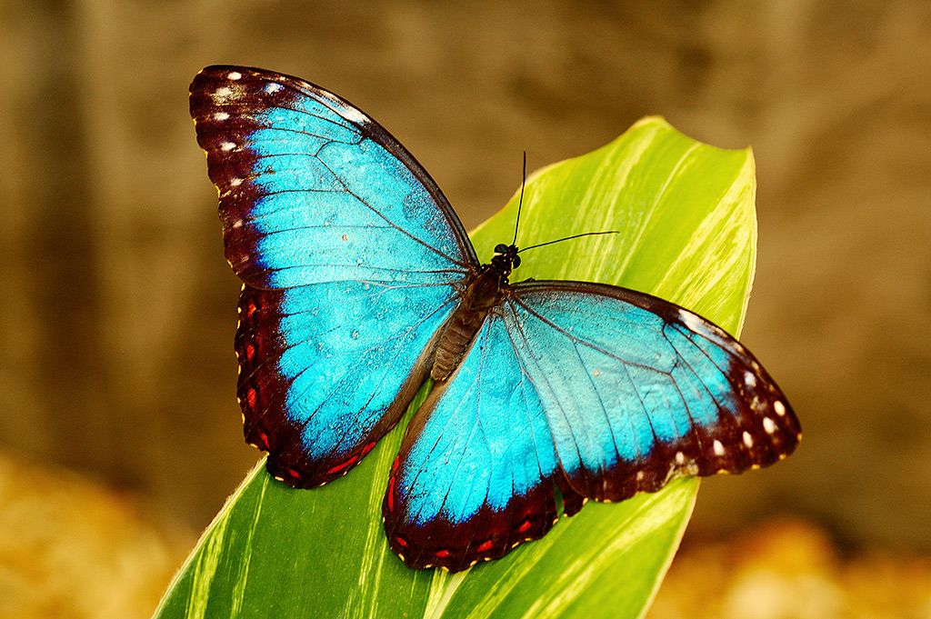 Día Internacional de la Piel de Mariposa