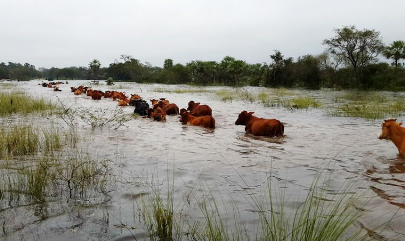 Ganado en campos inundados del Litoral - Foto Correolm