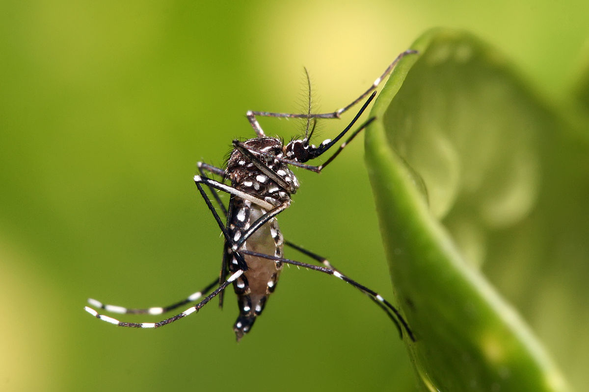 Mosquito aedes aegypti